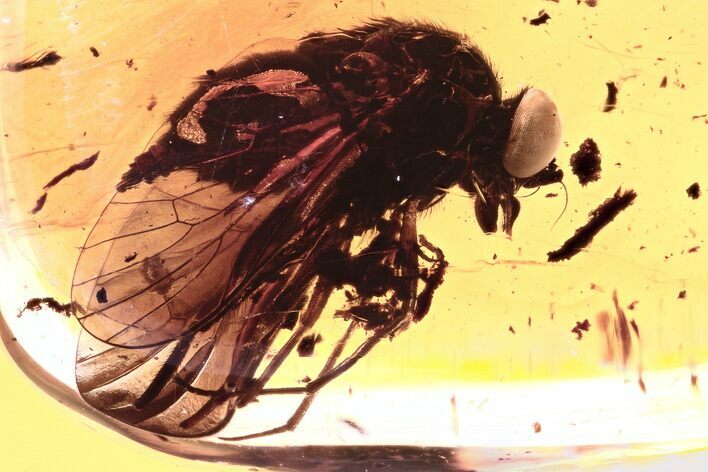 Detailed Fossil Predatory Snipe Fly (Symphoromyia) In Baltic Amber #310970